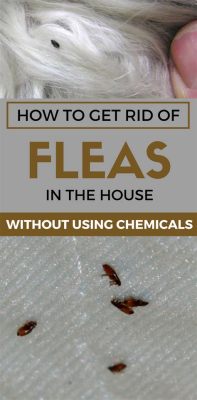 How to Treat Furniture for Fleas: A Journey Through Unlikely Solutions and Philosophical Musings