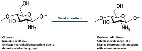  Quaternized Chitosan: Biyomedikal Uygulamalarda Yeni Bir Umut Mu?